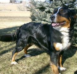 Montreux Bernese Mountain Dogs - Dog and Puppy Pictures