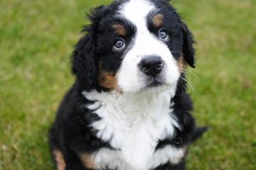 Bernesepups4sale - Dog and Puppy Pictures