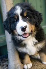 Bernese Mountain - Dog Breeders