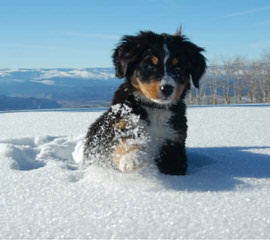 Oleka Bernese Mountain Dogs - Dog Breeders