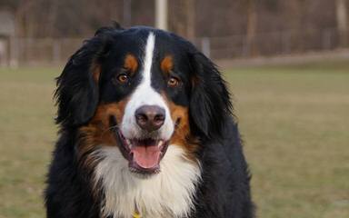 Mountain Dog Kennels - Dog and Puppy Pictures