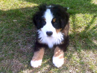 Bernese Family Kennels - Dog Breeders