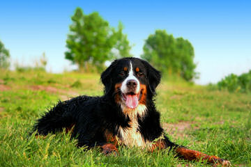 Whipperwillridge Bernese - Dog Breeders