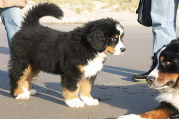 Traverse Hill Bernese Mt Dogs - Dog Breeders