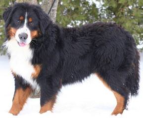 Bernese Mountain - Dog and Puppy Pictures