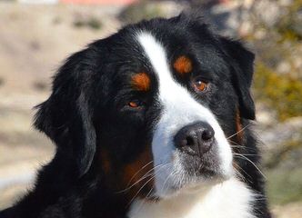 Bernese Mt. Dog Referral - Dog and Puppy Pictures