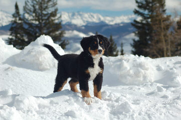 Pawsome Hollow Bernese Mountain Dogs - Dog Breeders