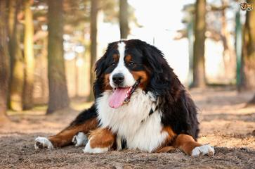 Blueberryhill Bernese Mt dogs - Dog and Puppy Pictures