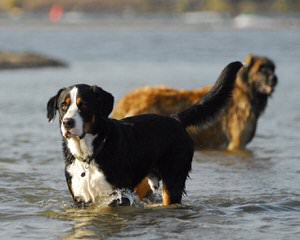 Oleka Bernese Mountain Dogs - Dog Breeders