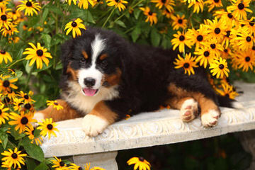 Bakers Mountain Blessings - Dog and Puppy Pictures