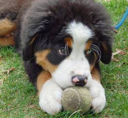 Greater & Bernese Mounatin Dog - Dog Breeders