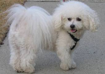 Litter Trained Reg. Bichon Frise Puppies - Dog Breeders