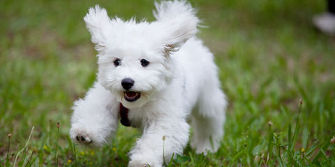 Bishon Frise - Dog and Puppy Pictures