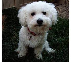 Liza’s Bichon - Dog and Puppy Pictures