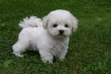 CG’s Bichons - Dog and Puppy Pictures