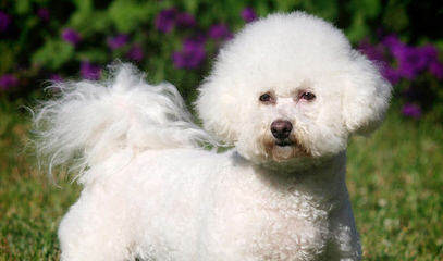 Eurobichons Global Forum - Dog Breeders