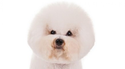 Bichonpoos And Bichons - Dog and Puppy Pictures