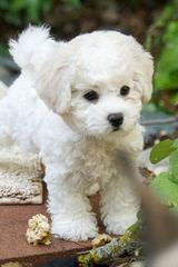 Bichon Lovers - Dog Breeders