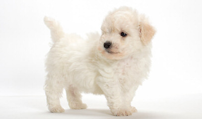 Litter Trained Reg. Bichon Frise Puppies - Dog Breeders