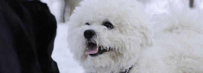 Denning Farms Bichon Frise - Dog Breeders