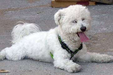 3 Male Shih-Tzu/Bichon Mix Puppies 4 Sale $300 - Dog Breeders