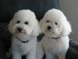 Bichon and Yorkie Lovers - Dog Breeders