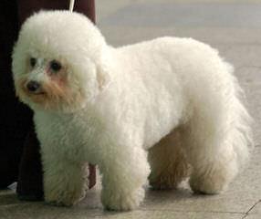 Az Bichon Frise Pups, Cerf - Dog Breeders