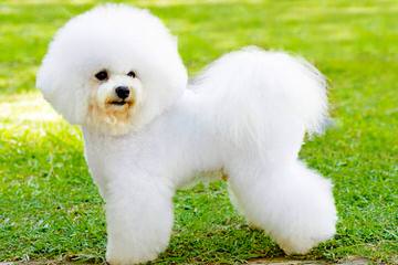 Bichon Lovers - Dog and Puppy Pictures