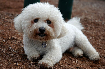 Bichon Lovers - Dog Breeders