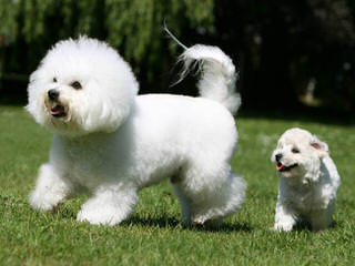 Bills Bichons & Havanese - Dog Breeders