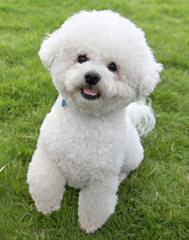 Litter Trained Reg. Bichon Frise Puppies - Dog and Puppy Pictures