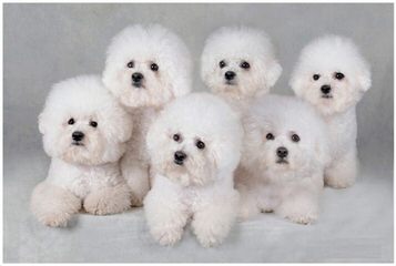 Eurobichons Global Forum - Dog Breeders