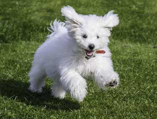 Litter Trained Reg. Bichon Frise Puppies - Dog Breeders