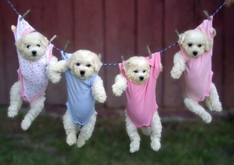 Female Bichon Seeking Male In Oregon - Dog Breeders