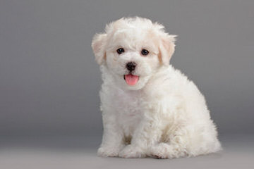 Bishon Frise - Dog Breeders