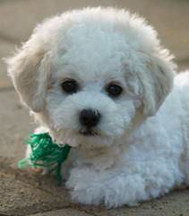 Bichonpoos And Bichons - Dog and Puppy Pictures