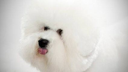 Litter Trained Bichon Pups - Dog Breeders