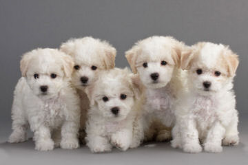 Bills Bichons & Havanese - Dog Breeders