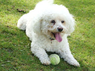 Litter Trained Bichon Pups - Dog Breeders