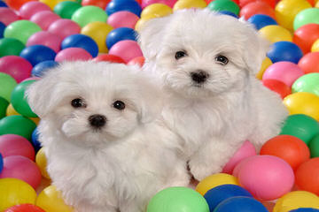 3 Male Shih-Tzu/Bichon Mix Puppies 4 Sale $300 - Dog Breeders