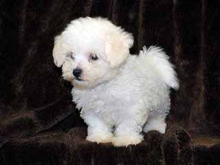 Bichon Lovers - Dog Breeders