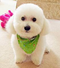 Bichonpoos – Bichons - Dog and Puppy Pictures