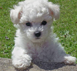 Bichon Friseakc Puppies - Dog Breeders