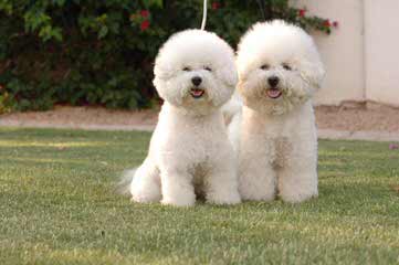 Great Cavachon Puppies! - Dog and Puppy Pictures