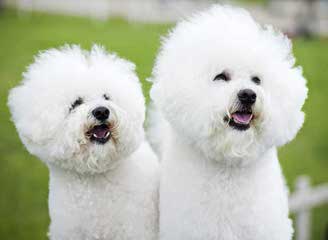 Bichon Lovers - Dog Breeders