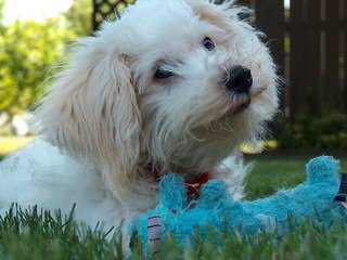 North Country Kennels – Purebred Bichon Frise And Yorkshire Terriers - Dog Breeders