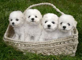 Litter Trained Reg. Bichon Frise Puppies - Dog and Puppy Pictures