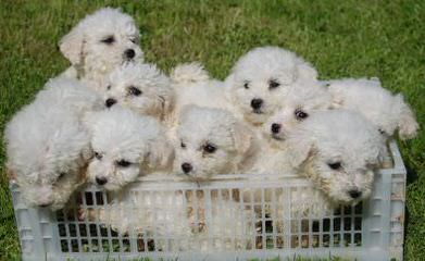 North Country Kennels – Purebred Bichon Frise And Yorkshire Terriers - Dog and Puppy Pictures