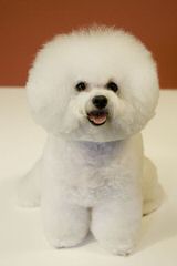 Liza’s Bichon - Dog and Puppy Pictures