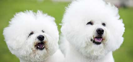 Bichonpoos – Bichons - Dog and Puppy Pictures